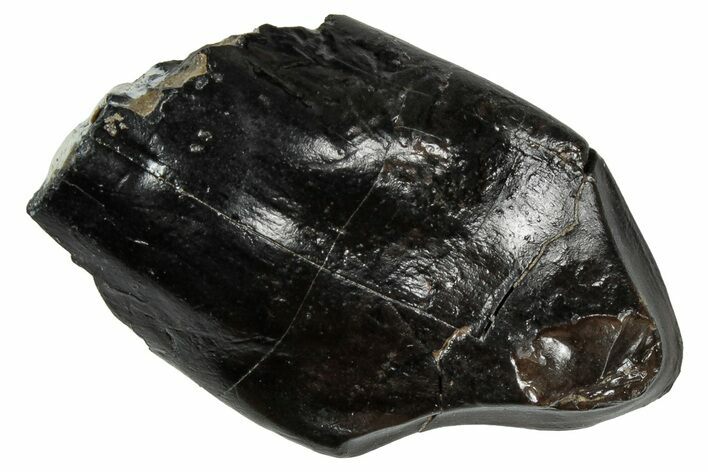 Feeding Worn Camarasaurus Tooth - Bone Cabin Quarry, Wyoming #356962